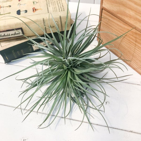 PLANCHU エアプランツ ティランジア ストリクタ ムーングロウ 1株 W16×H17cm前後 育て方説明書付き Tillandsia stricta ‘Moonglow’ エアープランツ チランジア