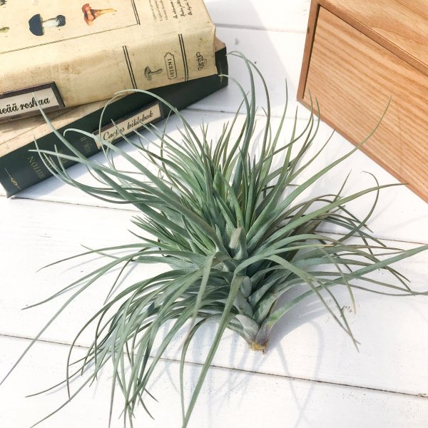 PLANCHU エアプランツ ティランジア ストリクタ ムーングロウ 1株 W16×H17cm前後 育て方説明書付き Tillandsia stricta ‘Moonglow’ エアープランツ チランジア