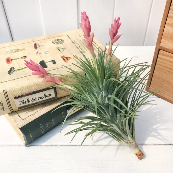PLANCHU エアプランツ ティランジア ストリクタ ロングフォーム クランプ 1株 W10×H13cm前後 育て方説明書付き Tillandsia stricta ‘Long Form’ エアープランツ チランジア