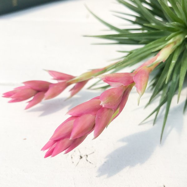 PLANCHU エアプランツ ティランジア ストリクタ ロングフォーム クランプ 1株 W10×H13cm前後 育て方説明書付き Tillandsia stricta ‘Long Form’ エアープランツ チランジア