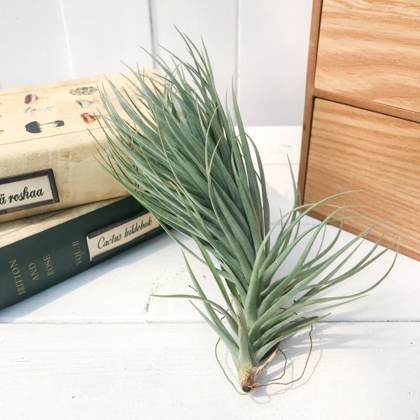 PLANCHU エアプランツ ティランジア テヌイフォリア パープルトーチ 1株 W9×H17cm前後 育て方説明書付き Tillandsia tenuifolia ‘Purple Torch’ エアープランツ チランジア