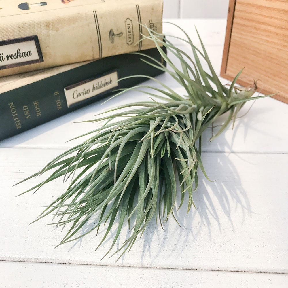 PLANCHU エアプランツ ティランジア テヌイフォリア パープルトーチ 1株 W9×H17cm前後 育て方説明書付き Tillandsia tenuifolia ‘Purple Torch’ エアープランツ チランジア