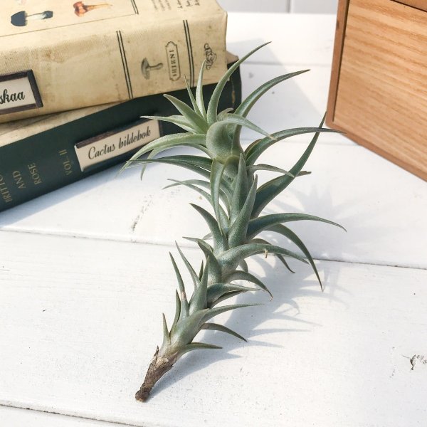 PLANCHU エアプランツ ティランジア ラティフォリア エナノレッド 1株 W5×H8cm前後 育て方説明書付き Tillandsia latifolia ‘Enano Red’ エアープランツ チランジア