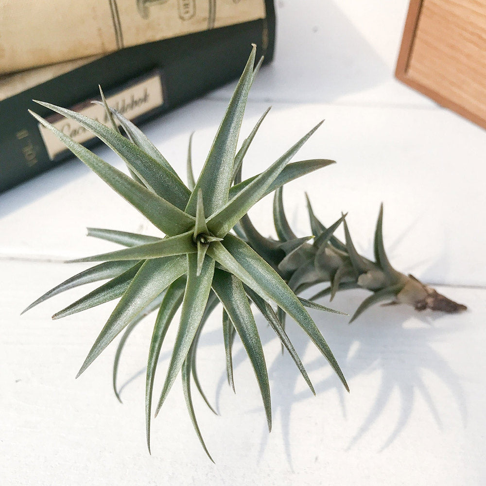 PLANCHU エアプランツ ティランジア ラティフォリア エナノレッド 1株 W5×H8cm前後 育て方説明書付き Tillandsia latifolia ‘Enano Red’ エアープランツ チランジア