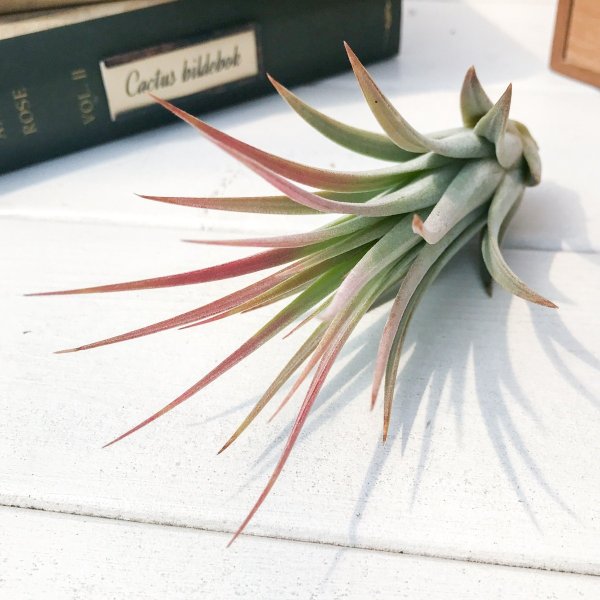 PLANCHU エアプランツ ティランジア イオナンタ × フロリバンダ 1株 W6×H11cm前後 育て方説明書付き Tillandsia ionantha × floribunda エアープランツ チランジア