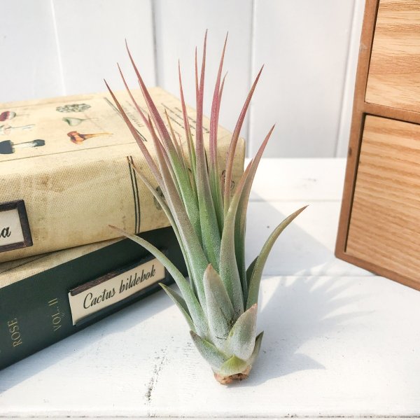 PLANCHU エアプランツ ティランジア イオナンタ × フロリバンダ 1株 W6×H11cm前後 育て方説明書付き Tillandsia ionantha × floribunda エアープランツ チランジア