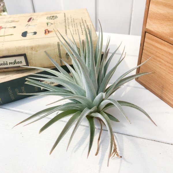 PLANCHU エアプランツ ティランジア グエリジー 1株 W15×H11cm前後 育て方説明書付き Tillandsia guelizii エアープランツ チランジア
