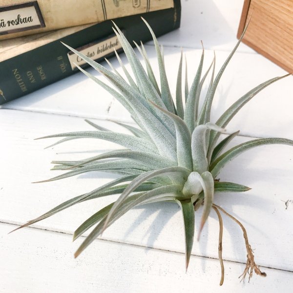 PLANCHU エアプランツ ティランジア グエリジー 1株 W15×H11cm前後 育て方説明書付き Tillandsia guelizii エアープランツ チランジア