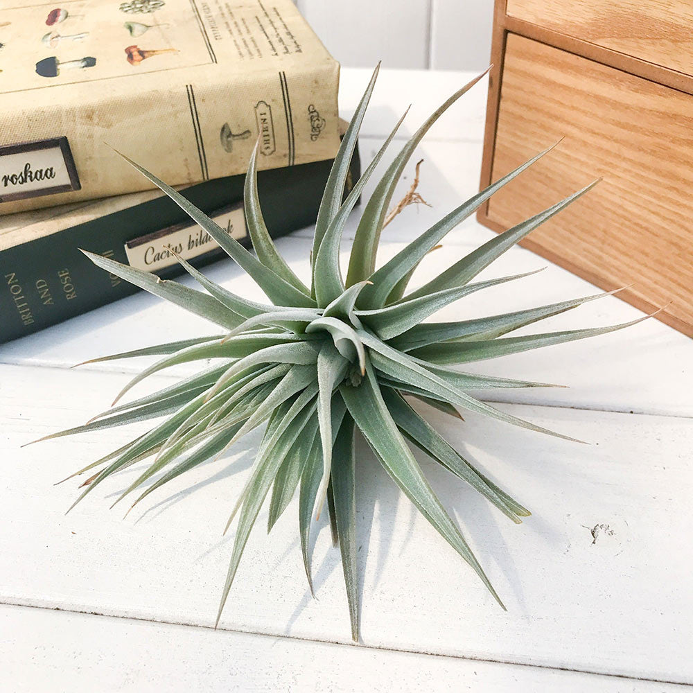 PLANCHU エアプランツ ティランジア グエリジー 1株 W15×H11cm前後 育て方説明書付き Tillandsia guelizii エアープランツ チランジア