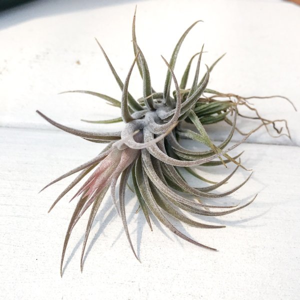 PLANCHU エアプランツ ティランジア スークレイ 1株 W4×H4cm前後 育て方説明書付き Tillandsia sucrei エアープランツ チランジア
