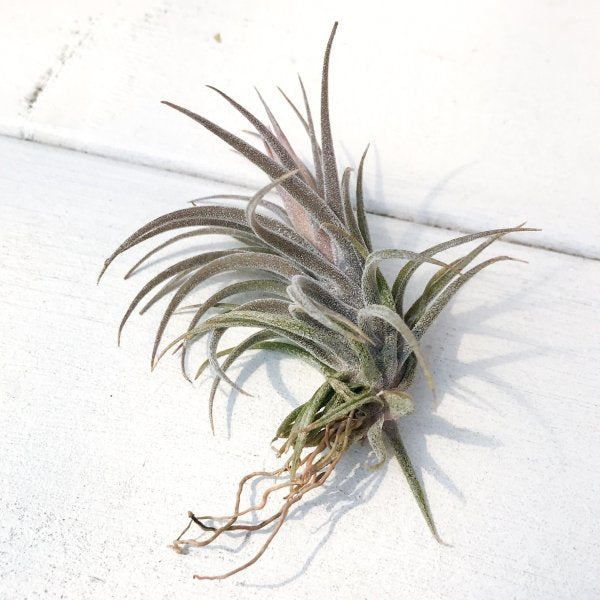PLANCHU エアプランツ ティランジア スークレイ 1株 W4×H4cm前後 育て方説明書付き Tillandsia sucrei エアープランツ チランジア