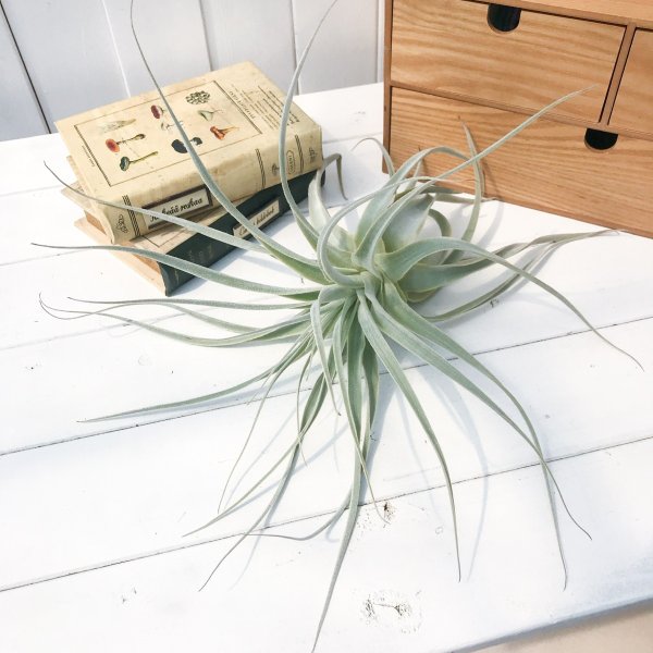 PLANCHU エアプランツ ティランジア ストラミネア 1株 W30×H32cm前後 育て方説明書付き Tillandsia straminea エアープランツ チランジア