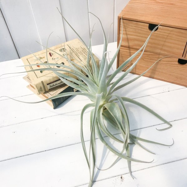 PLANCHU エアプランツ ティランジア ストラミネア 1株 W30×H32cm前後 育て方説明書付き Tillandsia straminea エアープランツ チランジア