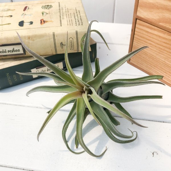 PLANCHU エアプランツ ティランジア セレリアナ ハイブリッド 1株 W15×H12cm前後 育て方説明書付き Tillandsia seleriana hyb. エアープランツ チランジア
