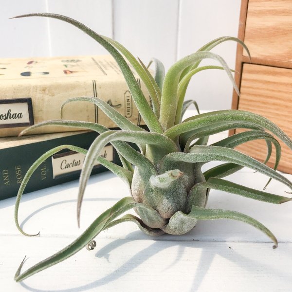 PLANCHU エアプランツ ティランジア セレリアナ ハイブリッド 1株 W15×H12cm前後 育て方説明書付き Tillandsia seleriana hyb. エアープランツ チランジア