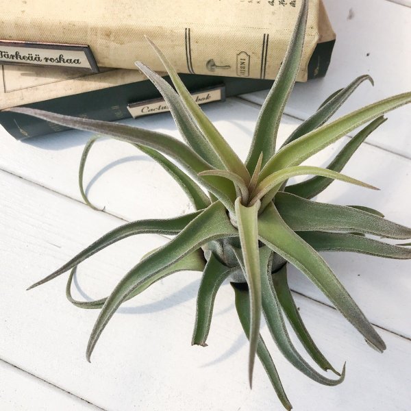 PLANCHU エアプランツ ティランジア セレリアナ ハイブリッド 1株 W15×H12cm前後 育て方説明書付き Tillandsia seleriana hyb. エアープランツ チランジア