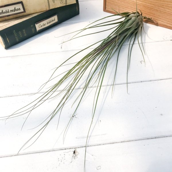 PLANCHU エアプランツ ティランジア ディスティカ マキシマ 1株 W12×H30cm前後 育て方説明書付き Tillandsia disticha ‘Maxima’ エアープランツ チランジア