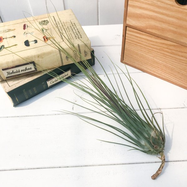 PLANCHU エアプランツ ティランジア ディスティカ マキシマ 1株 W12×H30cm前後 育て方説明書付き Tillandsia disticha ‘Maxima’ エアープランツ チランジア
