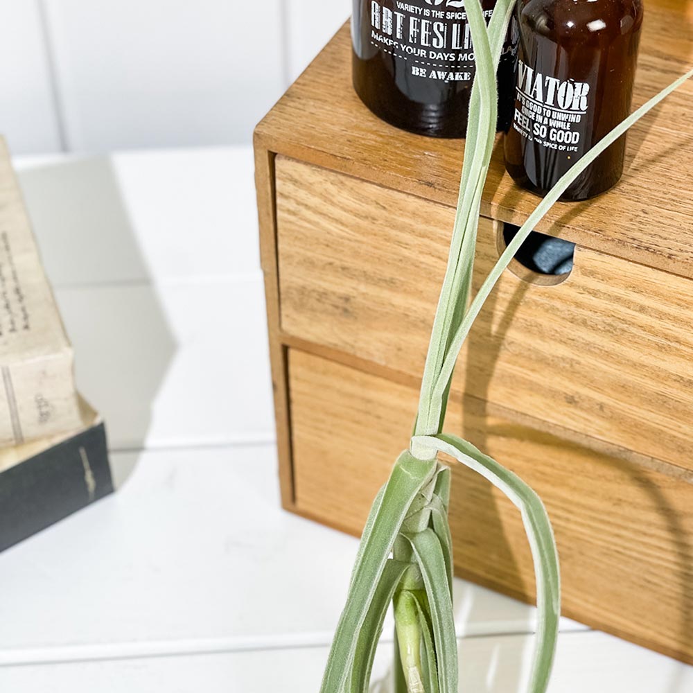 PLANCHU エアプランツ ティランジア ドーラティ 1株 W25×H25cm前後 育て方説明書付き Tillandsia duratii ドゥラティ エアープランツ チランジア