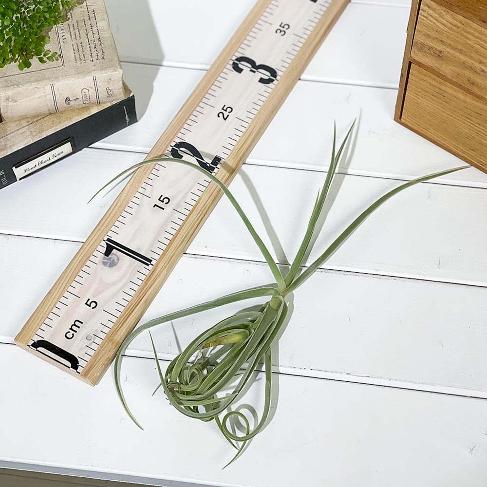 PLANCHU エアプランツ ティランジア ドーラティ 1株 W25×H25cm前後 育て方説明書付き Tillandsia duratii ドゥラティ エアープランツ チランジア