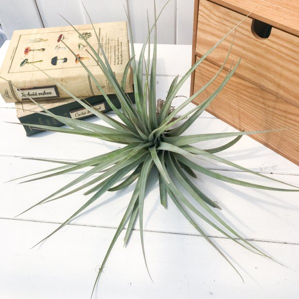 PLANCHU エアプランツ ティランジア ファシクラータ コンパクタ 1株 W30×H18cm前後 育て方説明書付き Tillandsia fasciculata ‘Compacta’ エアープランツ チランジア