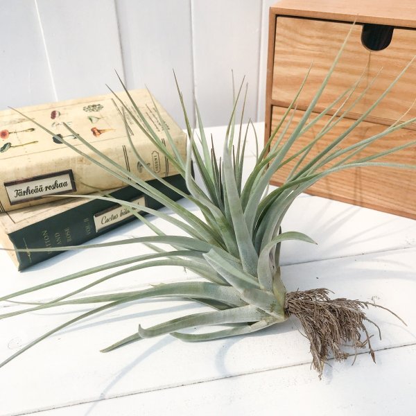 PLANCHU エアプランツ ティランジア ファシクラータ コンパクタ 1株 W30×H18cm前後 育て方説明書付き Tillandsia fasciculata ‘Compacta’ エアープランツ チランジア