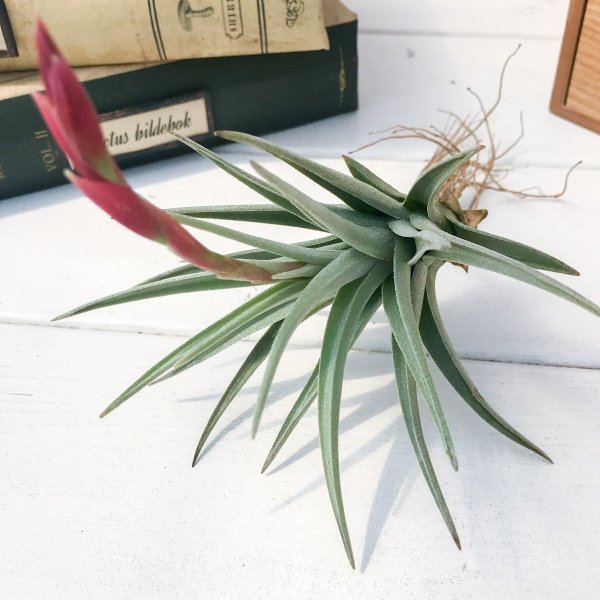 PLANCHU エアプランツ ティランジア ベルメジョエンシス 1株 W6×H9cm前後 育て方説明書付き Tillandsia bermejoensis エアープランツ チランジア