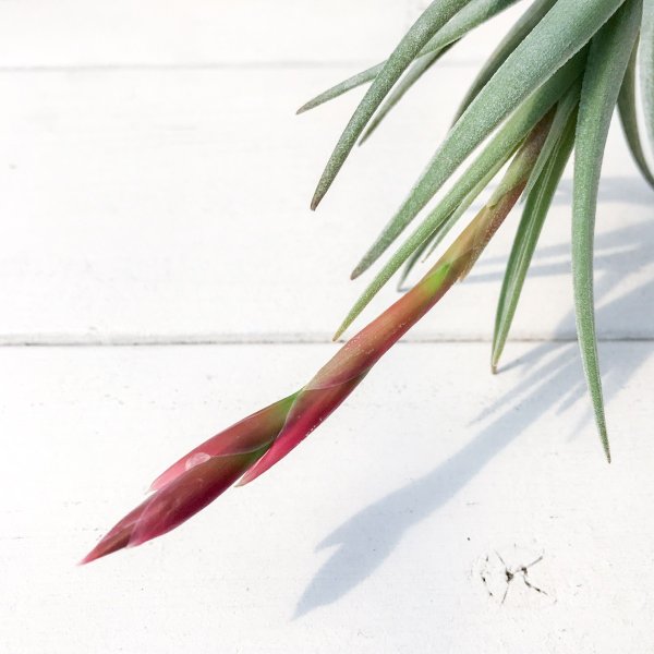 PLANCHU エアプランツ ティランジア ベルメジョエンシス 1株 W6×H9cm前後 育て方説明書付き Tillandsia bermejoensis エアープランツ チランジア