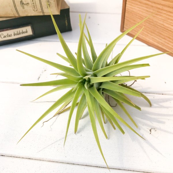 PLANCHU エアプランツ ティランジア イオナンタ マキシマ アルビノ Lサイズ 1株 W9×H10cm前後 育て方説明書付き Tillandsia ionantha var. maxima ‘Albino’ エアープランツ チランジア