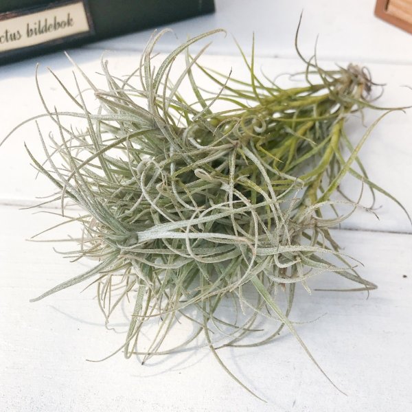 PLANCHU エアプランツ ティランジア マルコナエ 1株 W30×H20cm前後 育て方説明書付き Tillandsia marconae エアープランツ チランジア