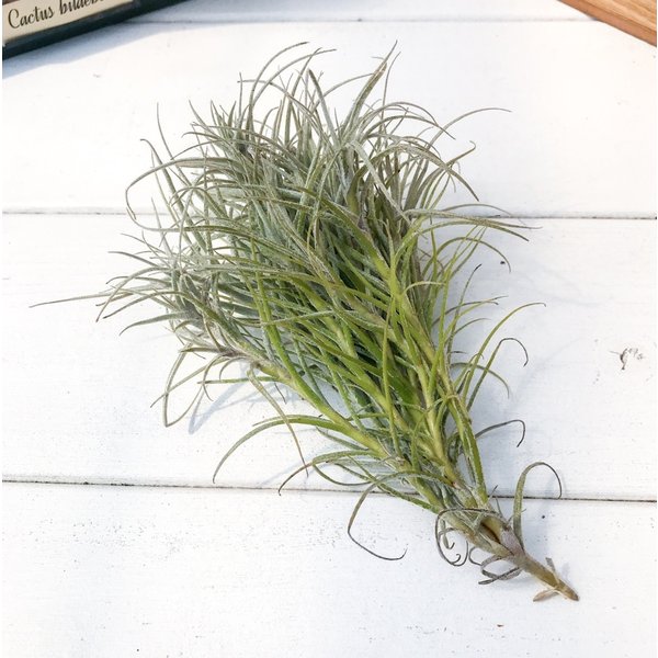PLANCHU エアプランツ ティランジア マルコナエ 1株 W30×H20cm前後 育て方説明書付き Tillandsia marconae エアープランツ チランジア