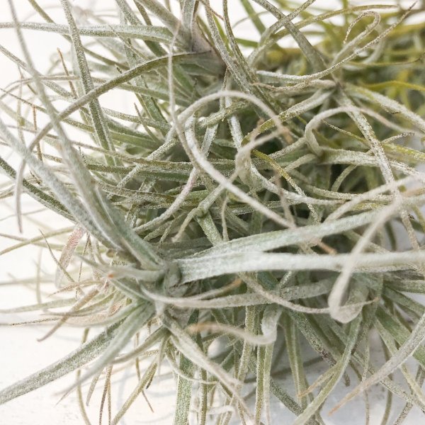 PLANCHU エアプランツ ティランジア マルコナエ 1株 W30×H20cm前後 育て方説明書付き Tillandsia marconae エアープランツ チランジア