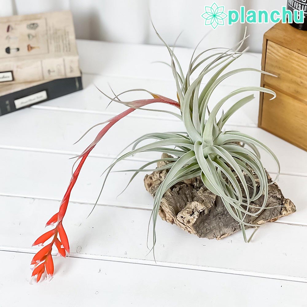 PLANCHU エアプランツ ティランジア レクルビフォリア サブセクンディフォリア Lサイズ 1株 W12×H10cm前後 育て方説明書付き Tillandsia recurvifolia エアープランツ チランジア