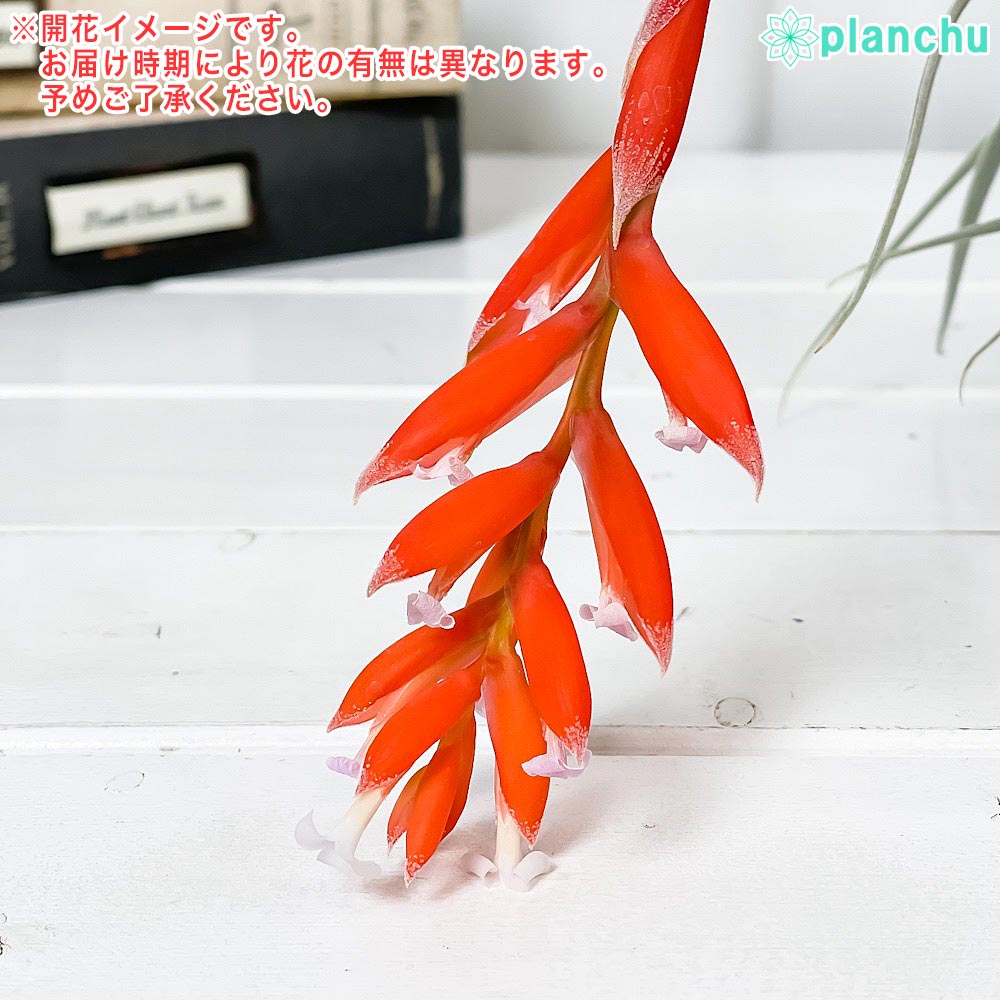 PLANCHU エアプランツ ティランジア レクルビフォリア サブセクンディフォリア Lサイズ 1株 W12×H10cm前後 育て方説明書付き Tillandsia recurvifolia エアープランツ チランジア