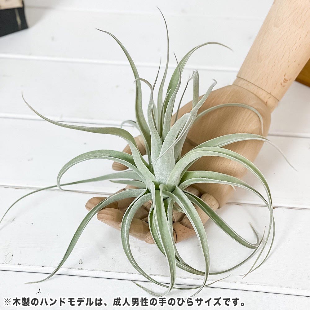 PLANCHU エアプランツ ティランジア レクルビフォリア サブセクンディフォリア Lサイズ 1株 W12×H10cm前後 育て方説明書付き Tillandsia recurvifolia エアープランツ チランジア