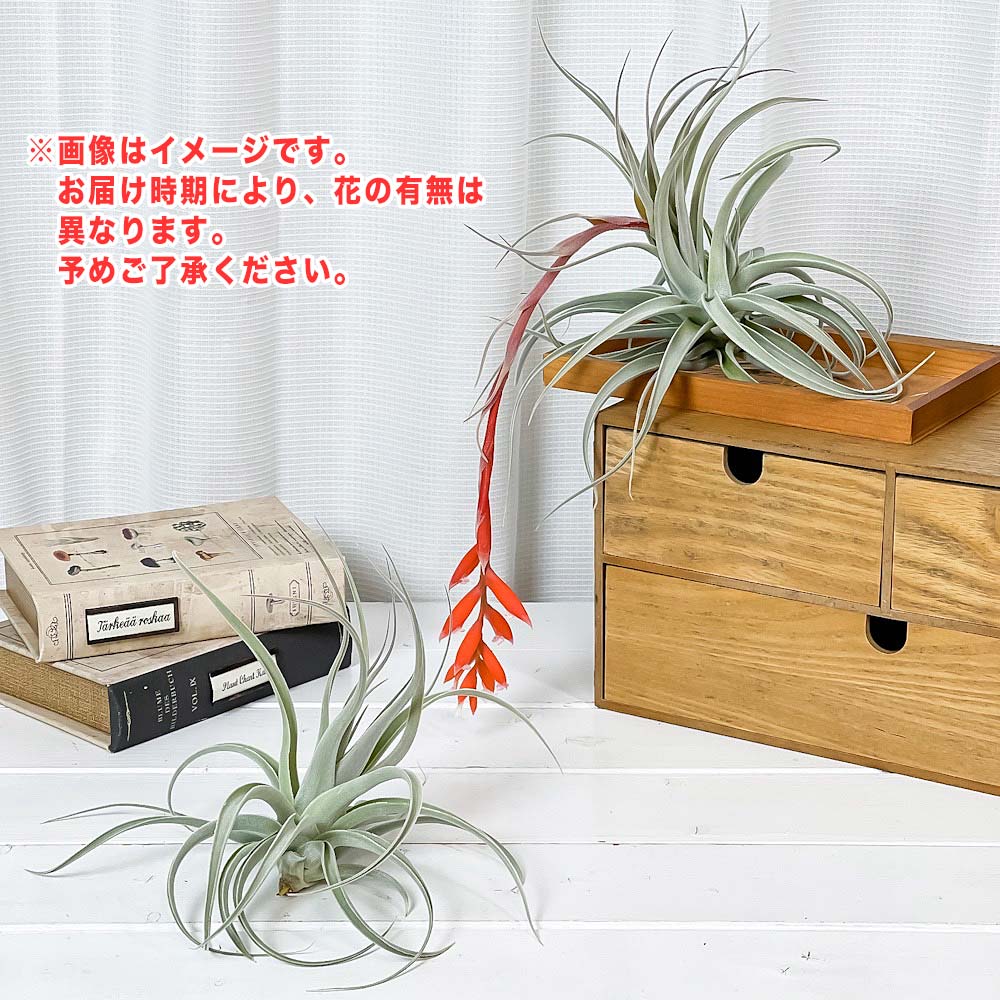 PLANCHU エアプランツ ティランジア レクルビフォリア サブセクンディフォリア Lサイズ 1株 W12×H10cm前後 育て方説明書付き Tillandsia recurvifolia エアープランツ チランジア