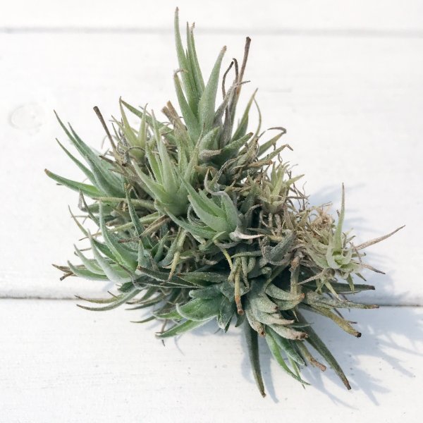 PLANCHU エアプランツ ティランジア ロリアセア クランプ 1株 W×Hcm前後 育て方説明書付き Tillandsia loliacea エアープランツ チランジア