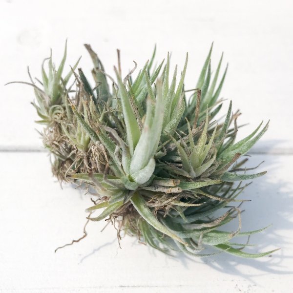 PLANCHU エアプランツ ティランジア ロリアセア クランプ 1株 W×Hcm前後 育て方説明書付き Tillandsia loliacea エアープランツ チランジア