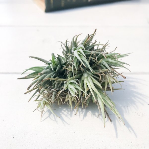 PLANCHU エアプランツ ティランジア ロリアセア クランプ 1株 W×Hcm前後 育て方説明書付き Tillandsia loliacea エアープランツ チランジア