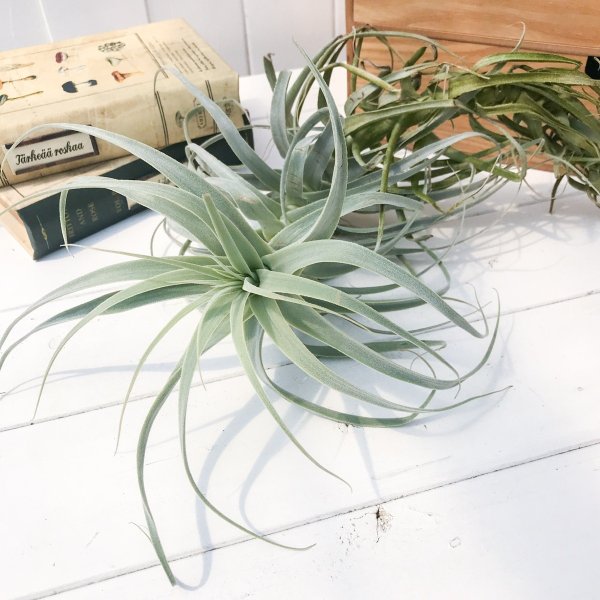 PLANCHU エアプランツ ティランジア ストラミネア トールホワイト 1株 W30×H25cm前後 育て方説明書付き Tillandsia straminea ‘Tall White’ エアープランツ チランジア