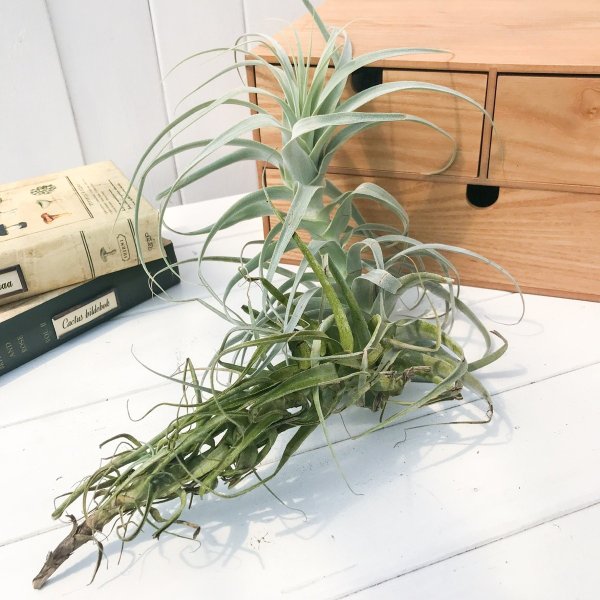 PLANCHU エアプランツ ティランジア ストラミネア トールホワイト 1株 W30×H25cm前後 育て方説明書付き Tillandsia straminea ‘Tall White’ エアープランツ チランジア