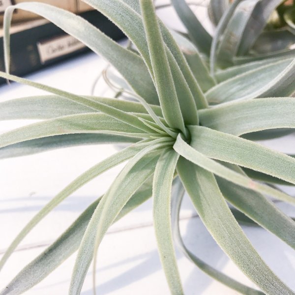 PLANCHU エアプランツ ティランジア ストラミネア トールホワイト 1株 W30×H25cm前後 育て方説明書付き Tillandsia straminea ‘Tall White’ エアープランツ チランジア