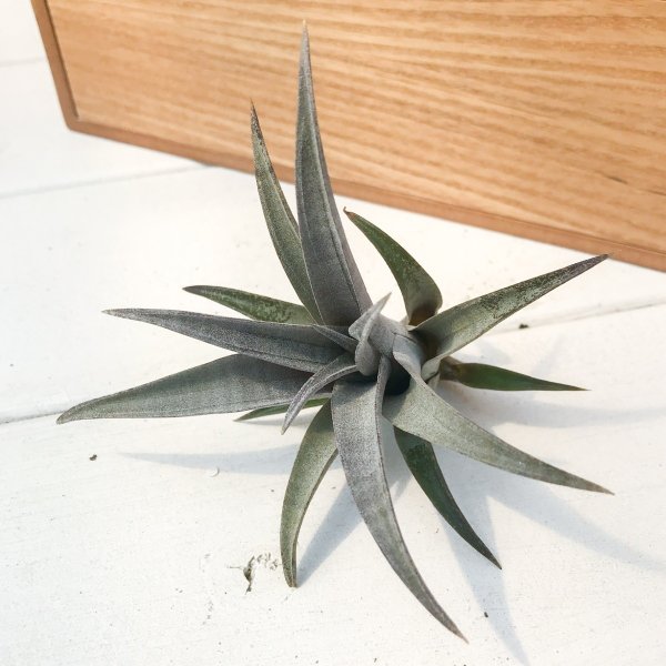 PLANCHU エアプランツ ティランジア ヒルダエ 1株 W10×H6cm前後 育て方説明書付き Tillandsia hildae エアープランツ チランジア