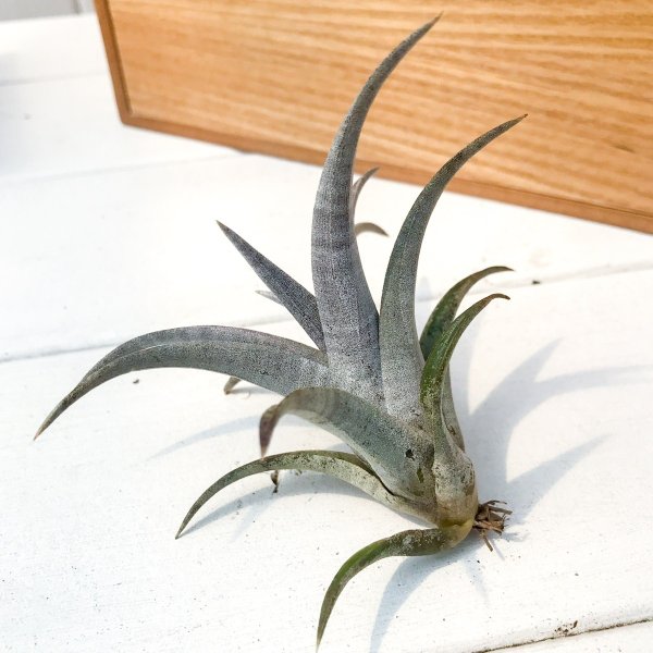 PLANCHU エアプランツ ティランジア ヒルダエ 1株 W10×H6cm前後 育て方説明書付き Tillandsia hildae エアープランツ チランジア