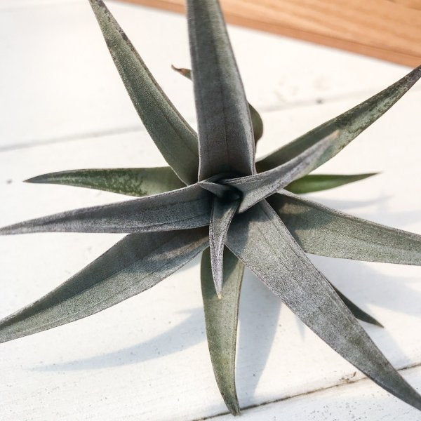 PLANCHU エアプランツ ティランジア ヒルダエ 1株 W10×H6cm前後 育て方説明書付き Tillandsia hildae エアープランツ チランジア
