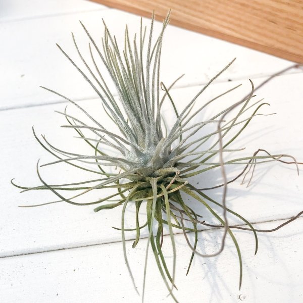 PLANCHU エアプランツ ティランジア プルモーサ 1株 W12×H9cm前後 育て方説明書付き Tillandsia plumosa エアープランツ チランジア