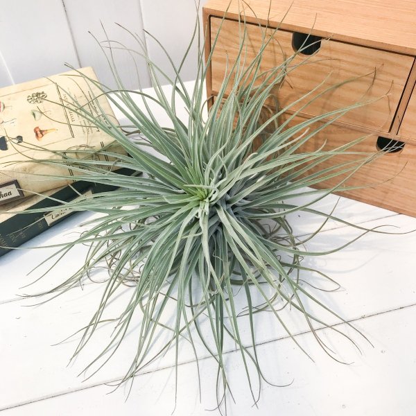 PLANCHU エアプランツ ティランジア ベリッキアーナ XLサイズ 1株 W25×H30cm前後 育て方説明書付き Tillandsia velickiana エアープランツ チランジア