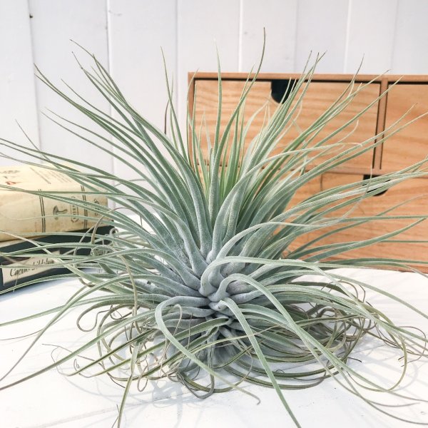 PLANCHU エアプランツ ティランジア ベリッキアーナ XLサイズ 1株 W25×H30cm前後 育て方説明書付き Tillandsia velickiana エアープランツ チランジア