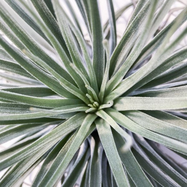 PLANCHU エアプランツ ティランジア ベリッキアーナ XLサイズ 1株 W25×H30cm前後 育て方説明書付き Tillandsia velickiana エアープランツ チランジア