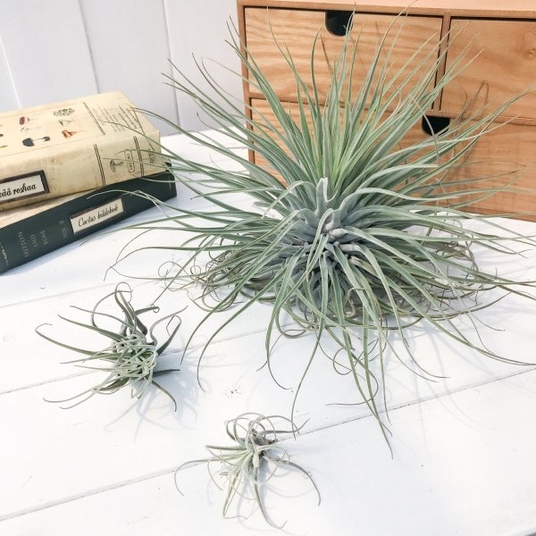 PLANCHU エアプランツ ティランジア ベリッキアーナ XLサイズ 1株 W25×H30cm前後 育て方説明書付き Tillandsia velickiana エアープランツ チランジア